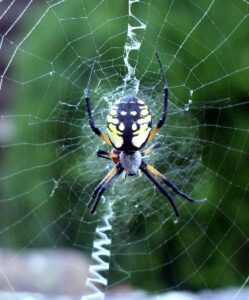 Spiders in Your Bathtub? Image